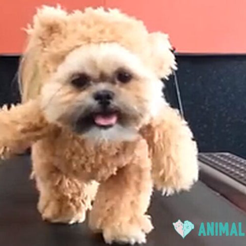 A small light brown Shih Tzu in a teddy bear outfit with bear ears and fuzzy arms, walking toward the camera on a dark treadmill belt indoors