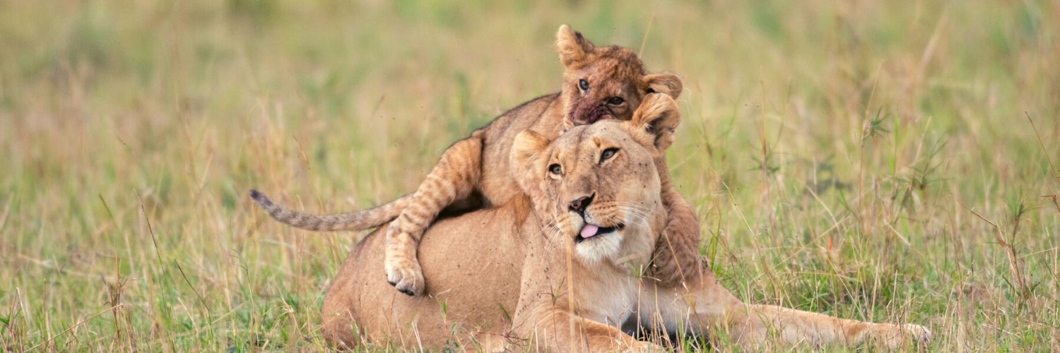 A lioness and her cub playing in a conservation managed by Nat Geo Big Cats Initiative