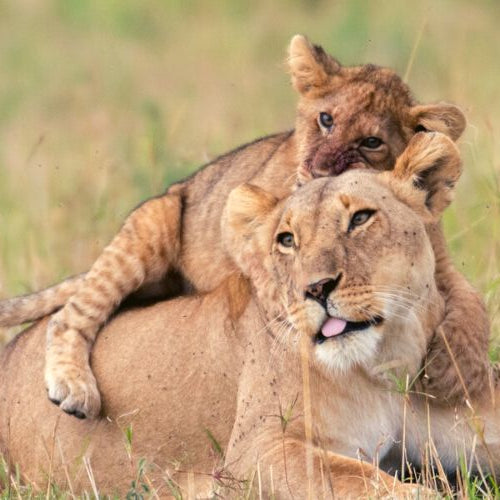 A lioness and her cub playing in a conservation managed by Nat Geo Big Cats Initiative