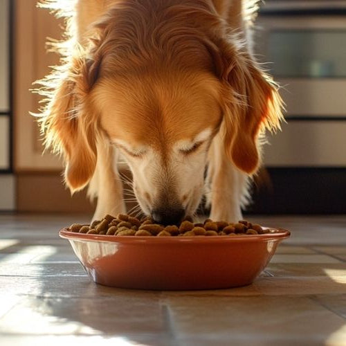 Dog eating natural food