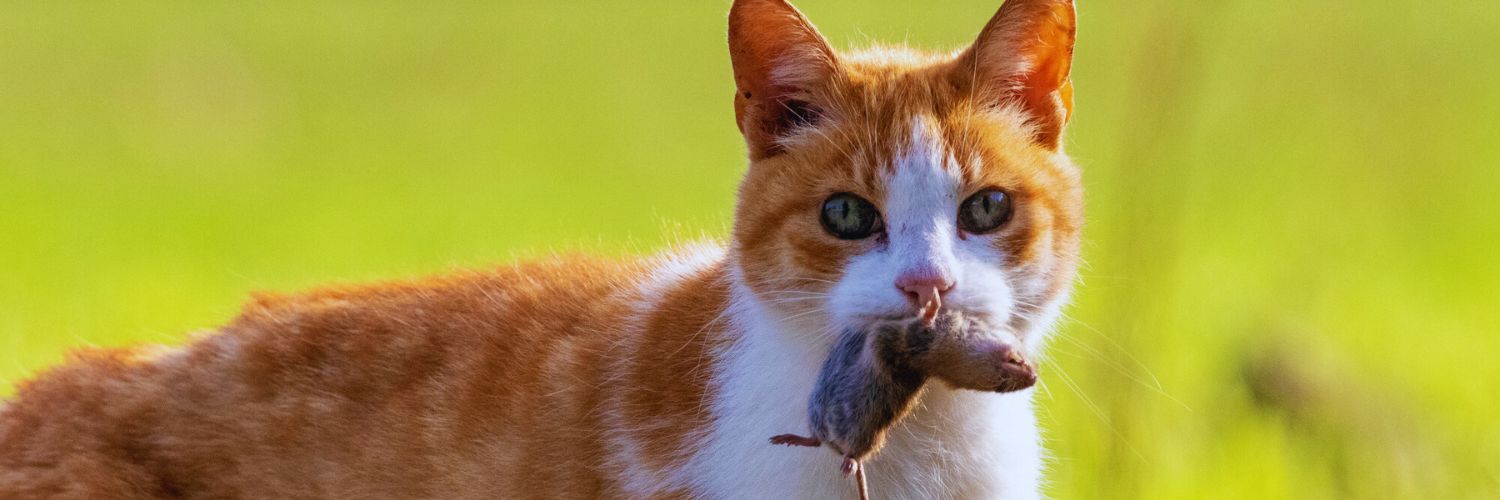 orange feral cat with prey in mouth