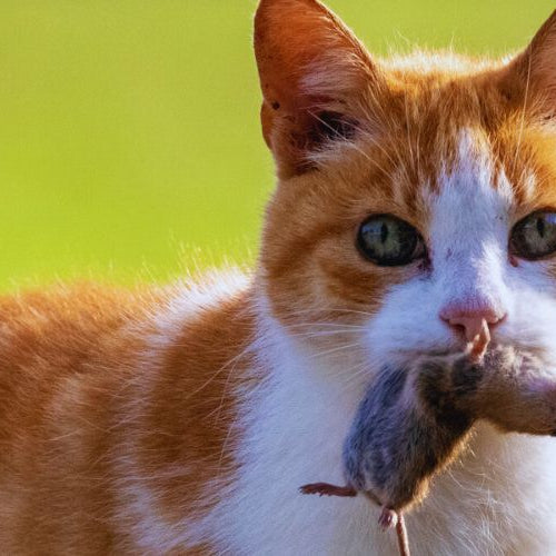 orange feral cat with prey in mouth