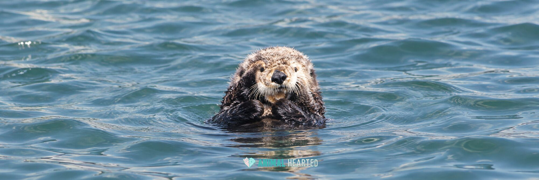 A sea otter floating upright in blue-green water, its dark front paws held together in front of its chest and its pale, whiskered face turned toward the camera