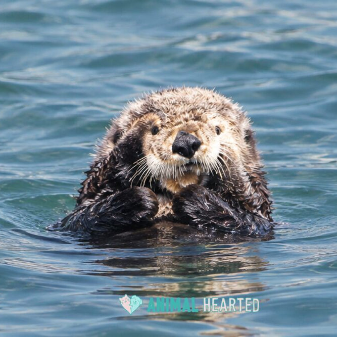 A sea otter floating upright in blue-green water, its dark front paws held together in front of its chest and its pale, whiskered face turned toward the camera