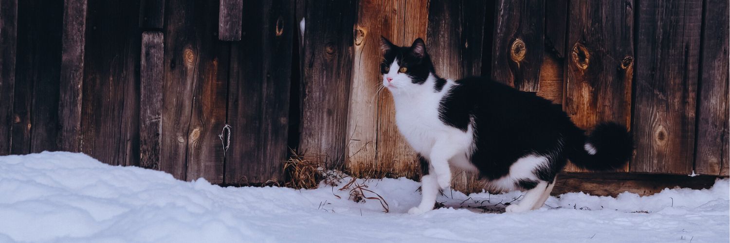 Outdoor cat on snowy ground