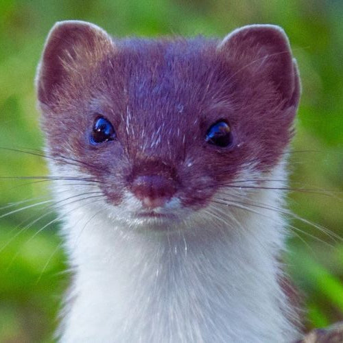 A weasel with a brown head and white throat looks straight at the camera from green grass