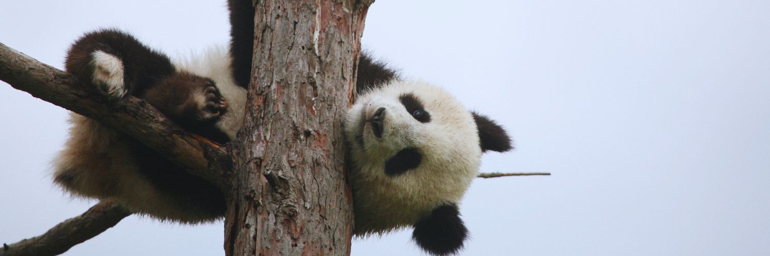 panda hanging off a dry tree