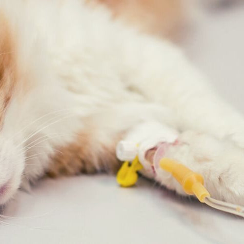 A cream and orange cat lying on a clinic table with an intravenous line taped to one front paw