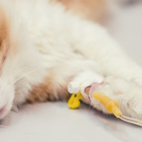 A cat lying on the table undergoing liquid therapy, example of permethrin toxicity in cats