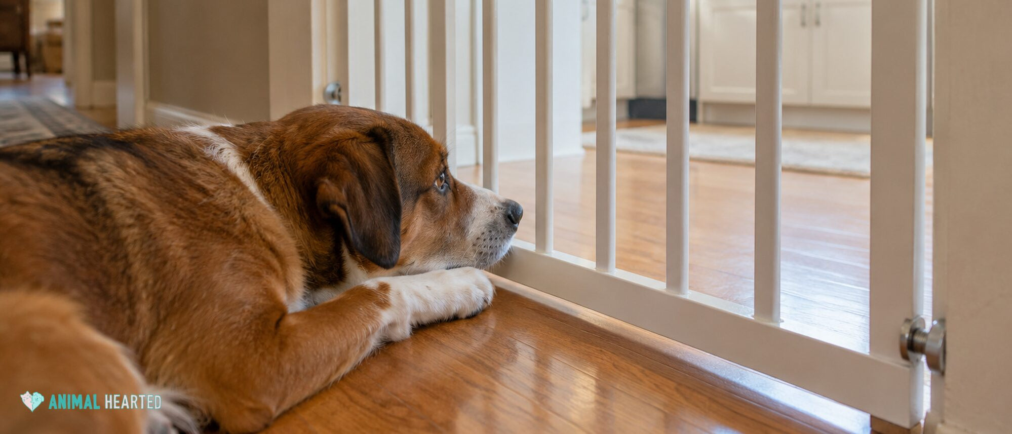 Pest Control Myths That Put Dogs and Cats at Risk - Animal Hearted Apparel