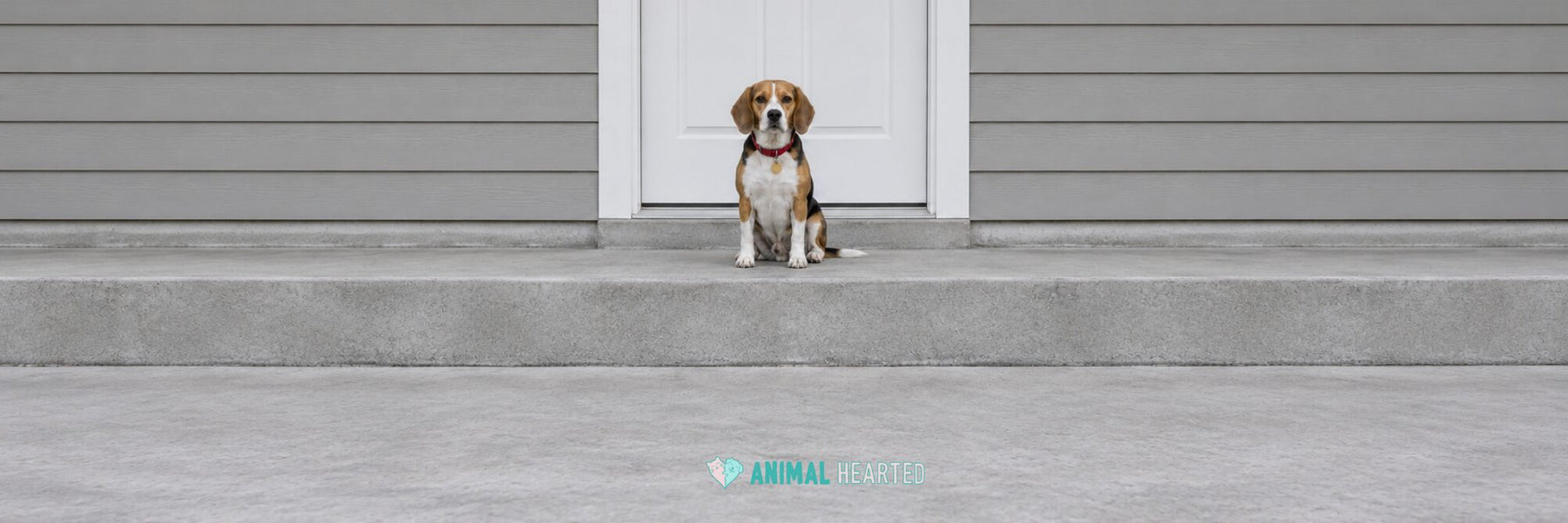 A Beagle in a red collar with a round tag sitting on a concrete front step in front of a white door
