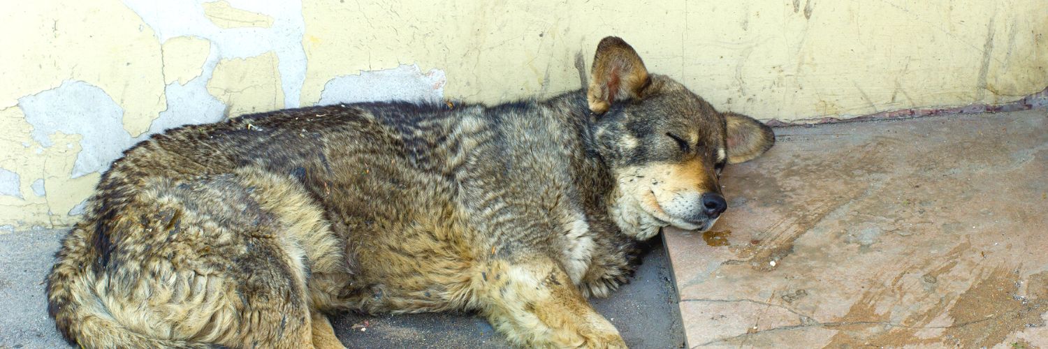 Animals For Profit Learn About The Illegal Practice Of Pet Flipping