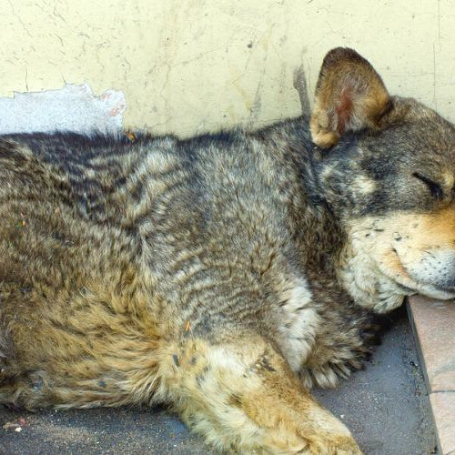 Lost dog sleeping on a sidewalk in danger of pet flipping