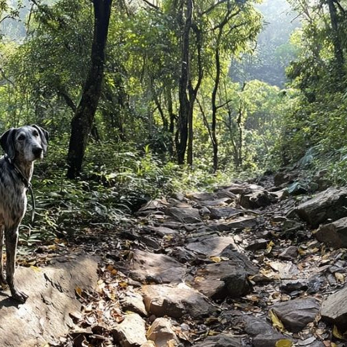 Pet friendly cruises a photo of a dog hiking while on a cruise