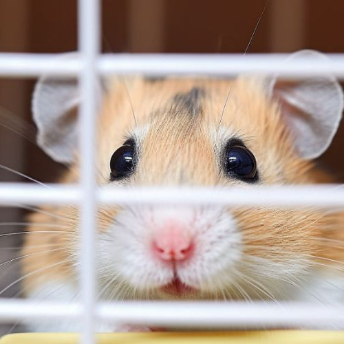 pet hamster peeking through its cage