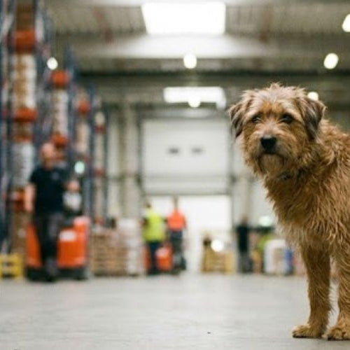 A dog in a 3pl warehouse