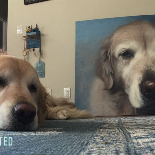 Senior golden retriever beside a framed portrait in a living room