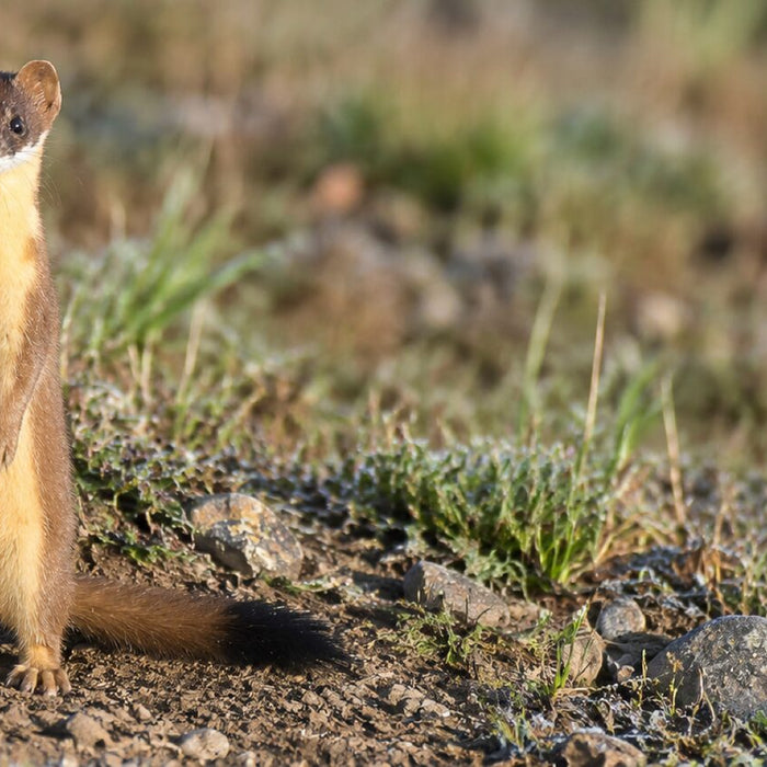 A wild long-tailed weasel standing upright beside a burrow in dry grass, its tail ending in a black tip
