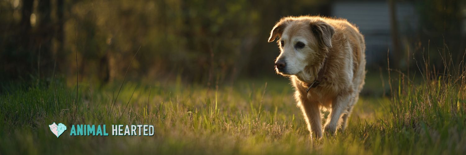Senior dog walking through a grassy backyard during golden hour with soft backlit fur