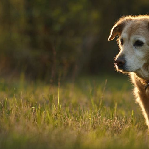 Senior dog walking through a grassy backyard during golden hour with soft backlit fur
