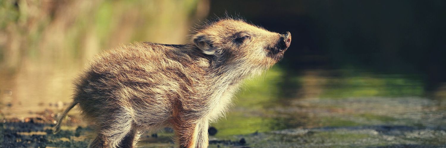 Pictures of baby animals, specifically that of a wild boar walking on a stream
