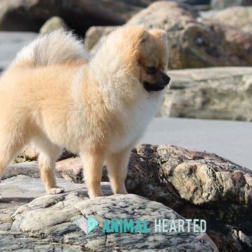 A Pomeranian standing on a flat rock at a rocky beach and looking to one side