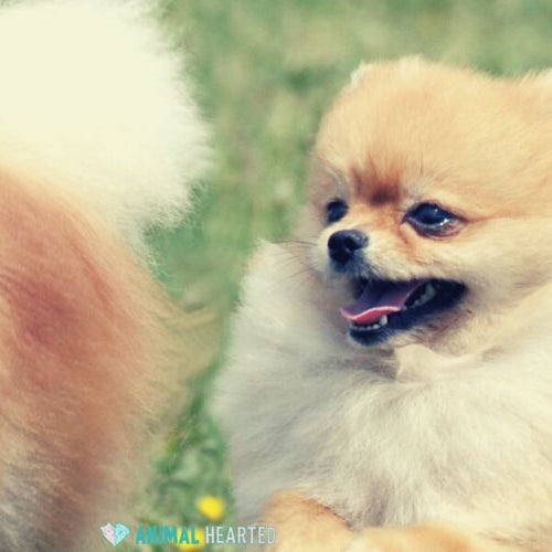Two orange and cream Pomeranians with their mouths open on a grass field