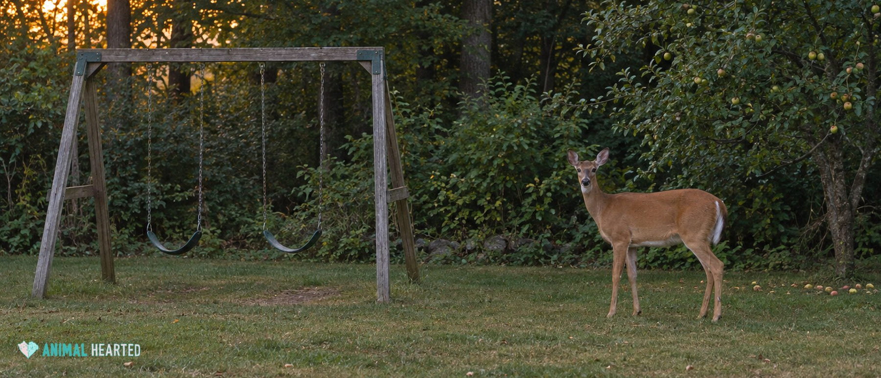 White-tailed doe standing on a backyard lawn at dusk beside an empty wooden swing set and an apple tree