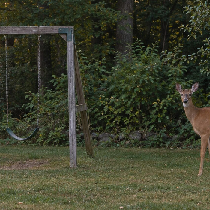 White-tailed doe standing on a backyard lawn at dusk beside an empty wooden swing set and an apple tree