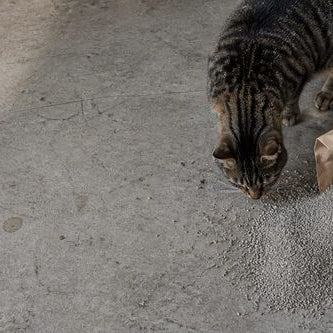 Open unbranded kraft bag of gray clumping cat litter with a metal scoop on a concrete floor