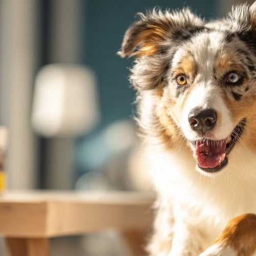 Dog standing next to chews