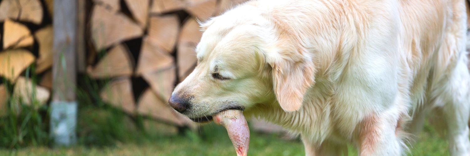 Dog eating raw chicken without knowing the pros and cons of raw diet for dogs