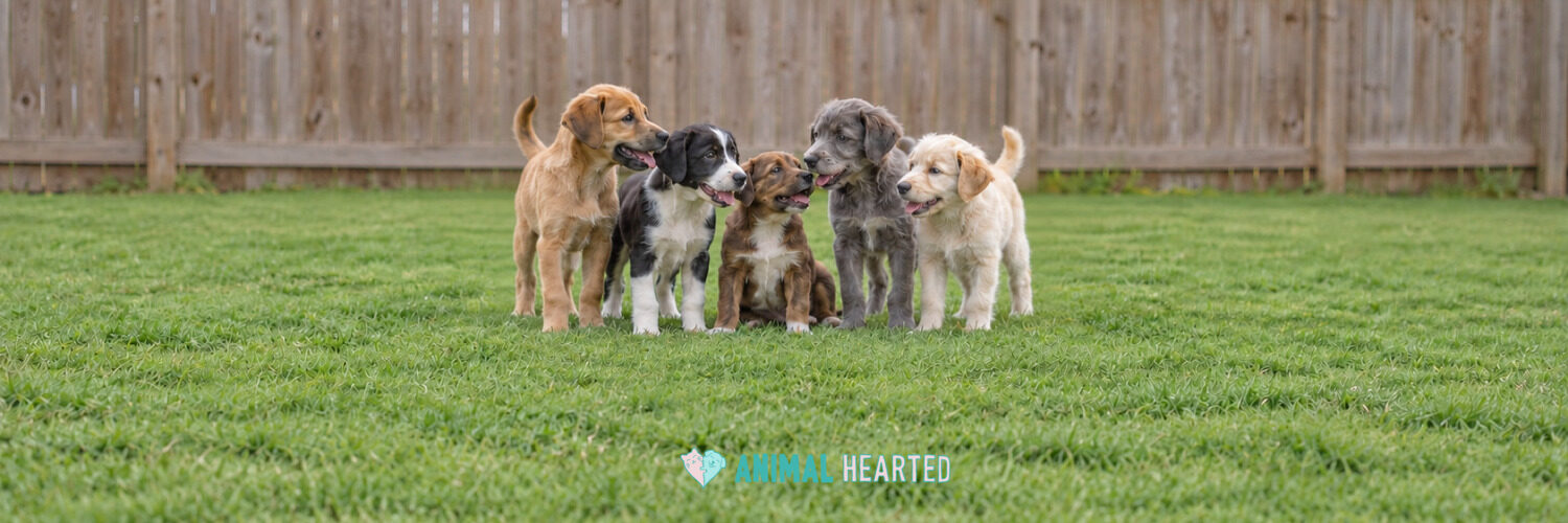 Five mixed-breed puppies of different sizes and coat colors standing close together on a lawn in front of a wooden fence