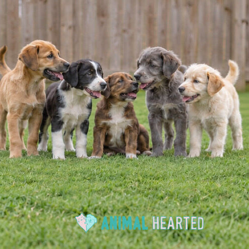 Five mixed-breed puppies of different sizes and coat colors standing close together on a lawn in front of a wooden fence