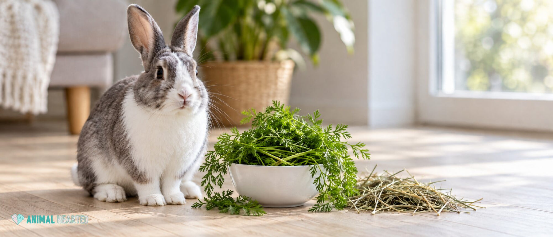 A gray and white rabbit sitting on a wooden floor beside a white bowl heaped with feathery green carrot tops and a small pile of hay