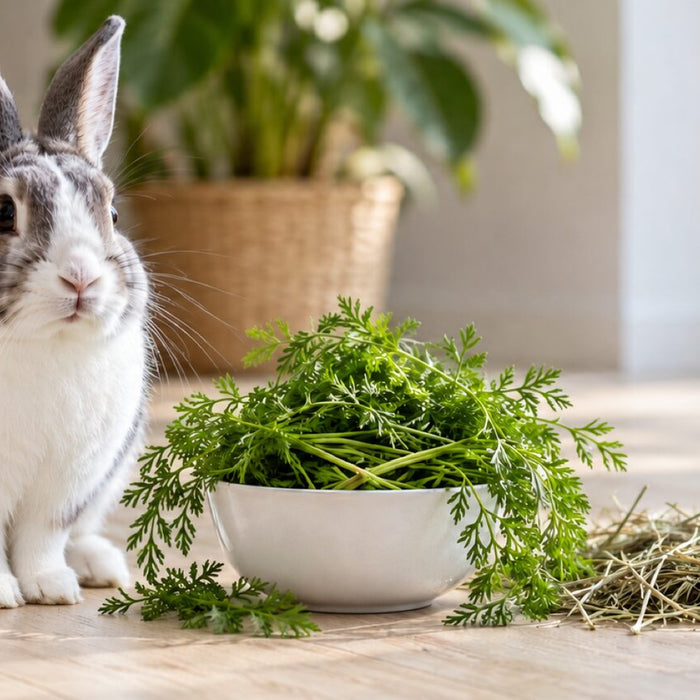 A gray and white rabbit sitting on a wooden floor beside a white bowl heaped with feathery green carrot tops and a small pile of hay