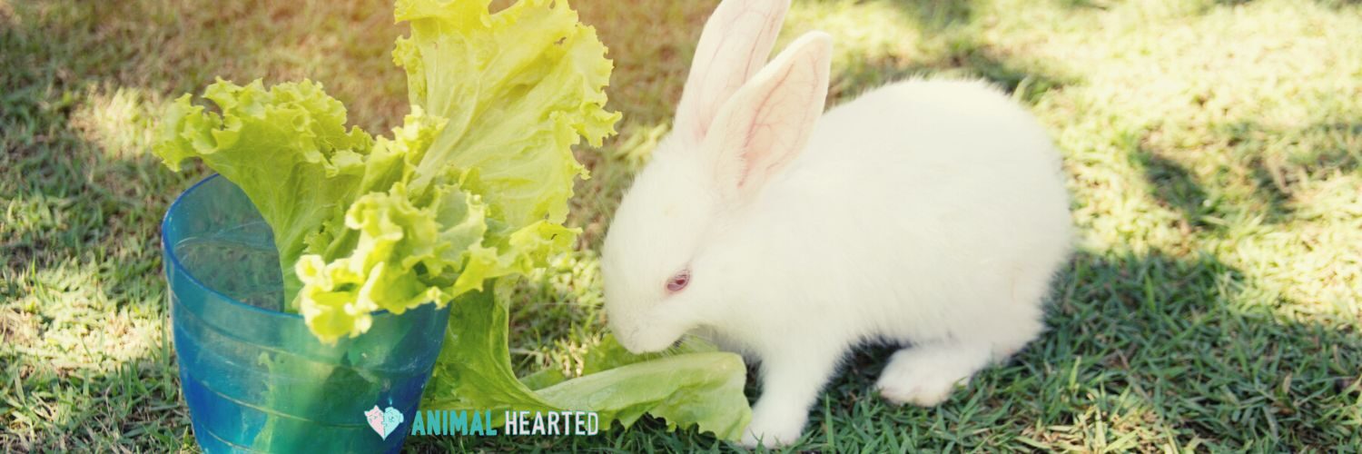 A white rabbit with pink ears sniffing a green lettuce leaf that rises from a blue plastic cup, on grass
