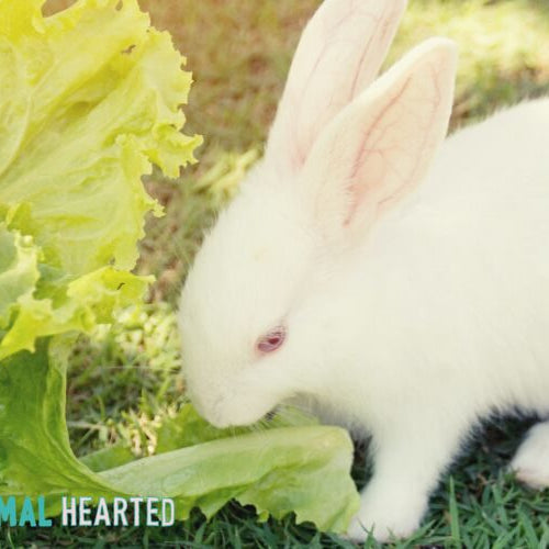 A white rabbit with pink ears sniffing a green lettuce leaf that rises from a blue plastic cup, on grass