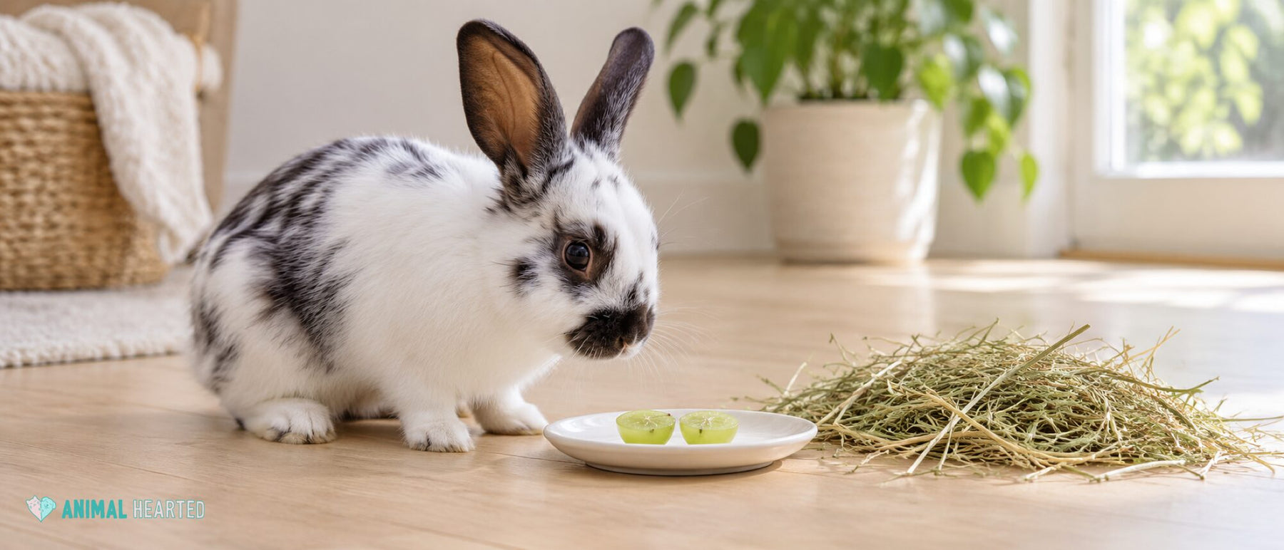 A white and gray rabbit sitting beside a small saucer holding one grape cut in half, with a mound of hay beside it