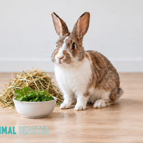 A brown and white rabbit sitting upright on a pale wooden floor beside a small white bowl of fresh parsley and a mound of hay