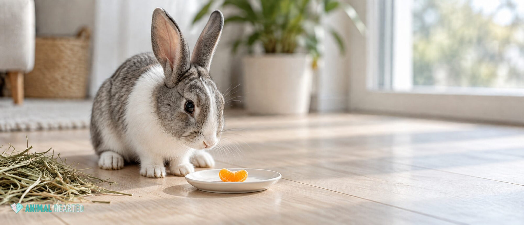 A gray and white rabbit sitting on a wooden floor beside a small saucer holding a small piece of peeled tangerine, with a pile of hay behind it
