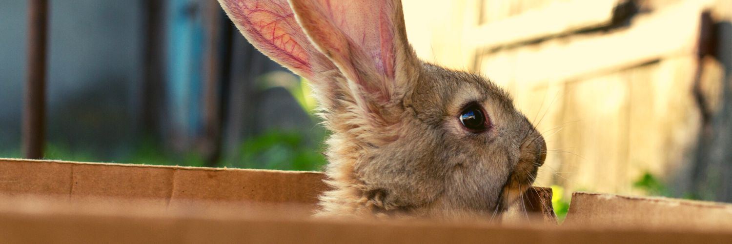 Bunny playing inside a cardboard, an exampe of a rabbit toys DIY idea