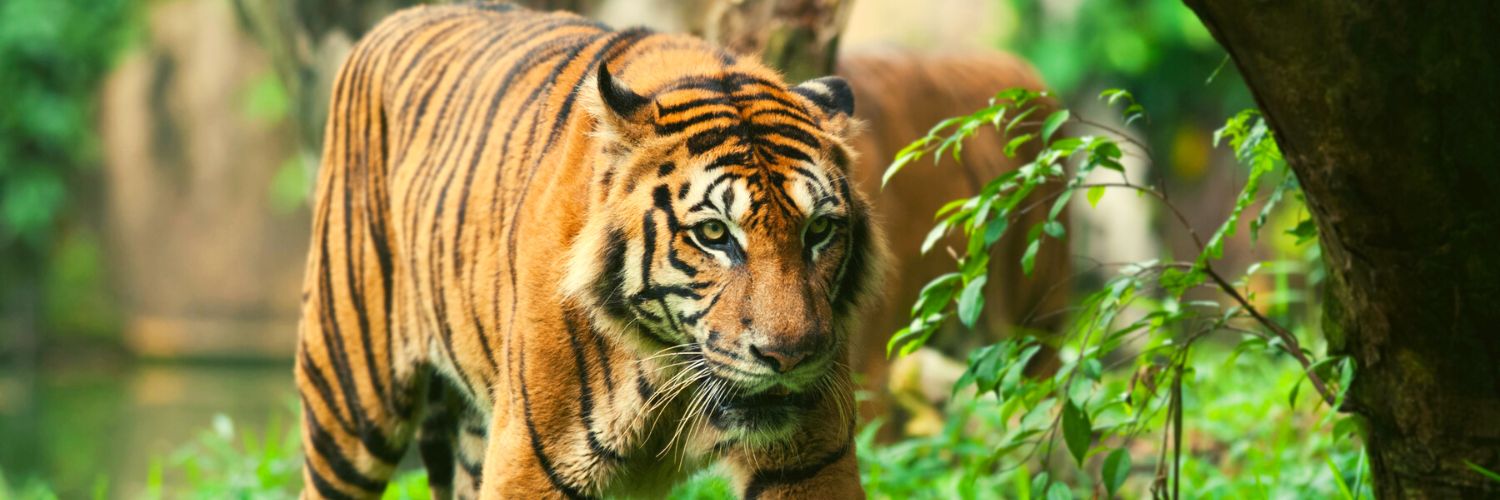 Rare animal sightings of Malayan tiger