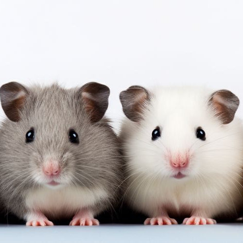 5 Rare Hamster Breeds That Are The Most Exotic