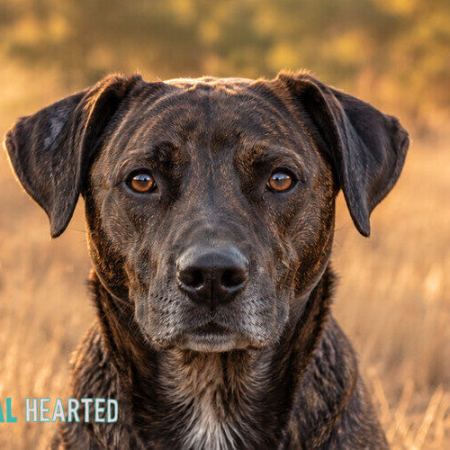A dark brindle dog with brown eyes sitting in dry golden grass and looking at the camera, with small evergreen branches at the edges of the frame