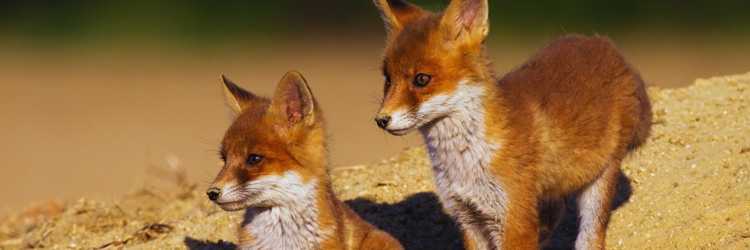 Two baby foxes standing on their den under the sun