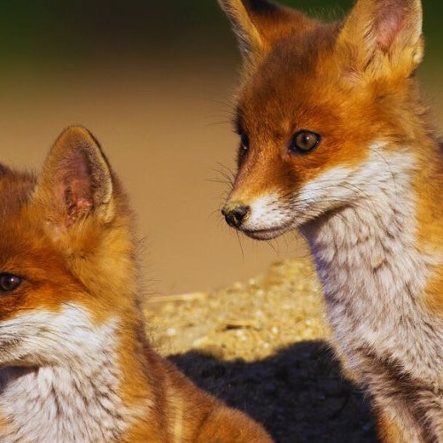 Two baby foxes standing on their den under the sun