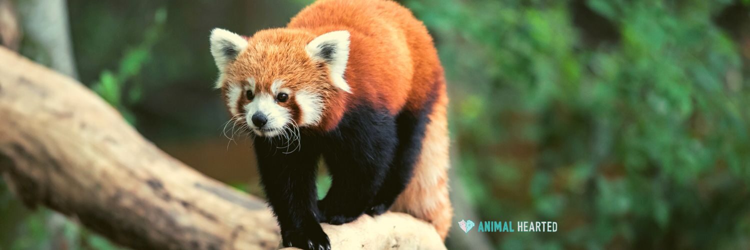 A red panda on a thick tree branch looking forward, with green leaves behind it