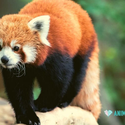 A red panda on a thick tree branch looking forward, with green leaves behind it
