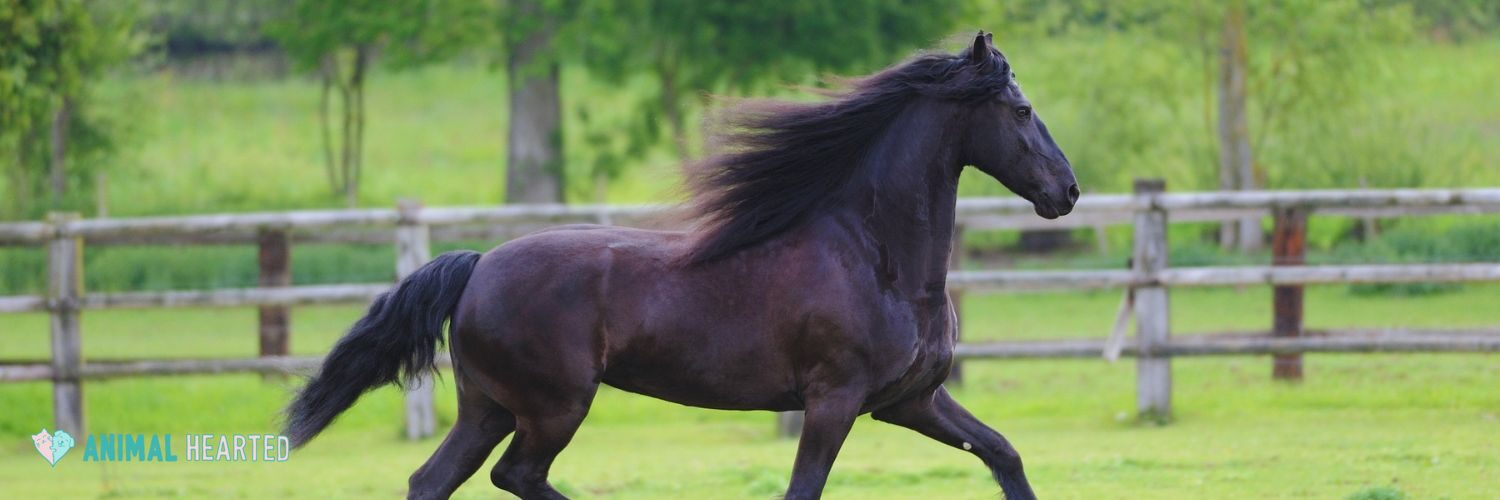 A black Friesian horse with a long flowing mane and tail cantering across a green paddock in front of a wooden post fence